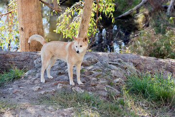 the golden dingo is standing on rocks