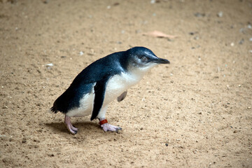 Obraz premium this is a side view of a penguin