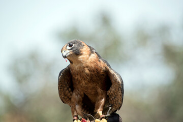 the Australian hobby falcon is eating meat
