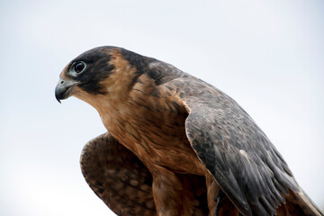 A medium-sized falcon, the Australian Hobby has long, narrow, pointed, scythe-shaped wings and a long, square-cut tail. 