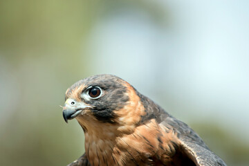 this is a close up of an Australian hobby falcon