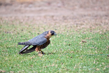 the Australian hobby falcon has caught a lore with food on it