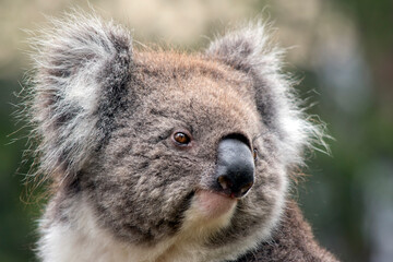 Fototapeta premium the koala is a furry marsupial that lives in eucalyptus trees