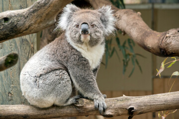 the koala is a tree climbing marsupial