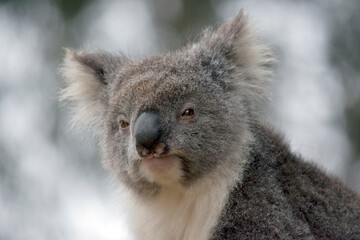the koala is an australian marsupial that only eats gum leaves