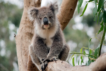 the koala has grey and brown fur with a large black nose, pink lower lip and fluffly white ears