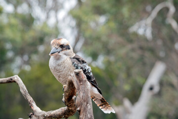 the laughing kookaburra is perched on a branch