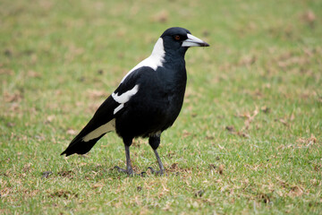 the magpie is looking for bugs to eat in the grass