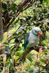 the malabar parakeet is perched in a bush