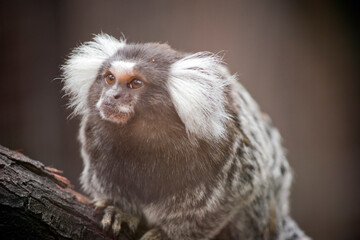 the marmoset is a black grey and white monkey with white fuffy ears