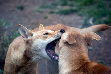 the two golden dingos are fighting
