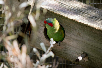 the musk lorikeet is in a nesting box