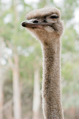 this is a close up of a male ostrich