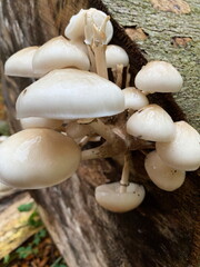 Mushroom on a felled beech tree