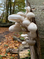 Mushroom on a felled beech tree