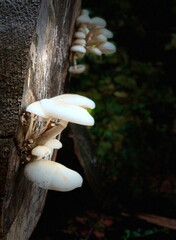 Mushroom on a felled beech tree