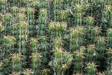 Green vertical cacti for backdrop