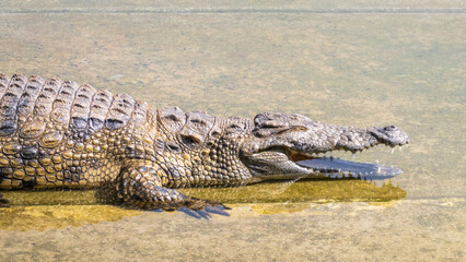 alligator in the swamp