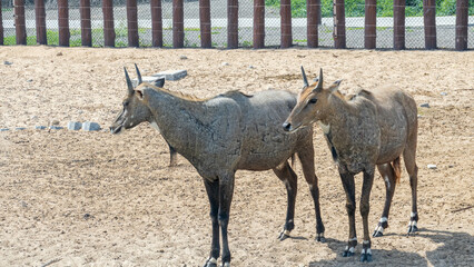 KUDU in the zoo