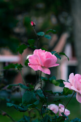 pink rose on green garden background