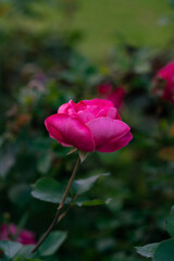 pink rose on green garden background