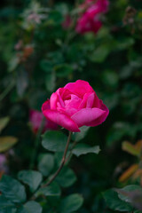 pink rose on green garden background