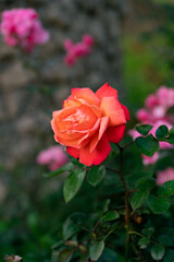 pink rose on green garden background