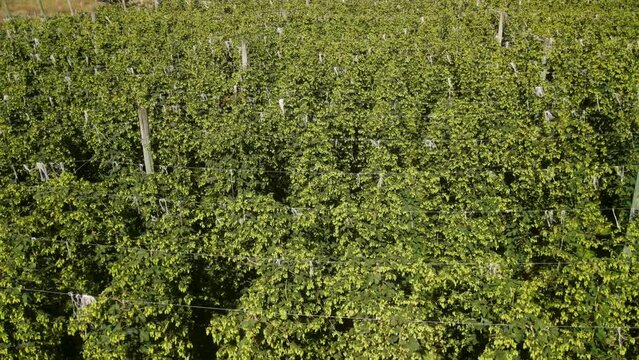 Hop vines with ripe hop buds in New Zealand farm. Aerial top down view, agricultural scene