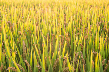 golden ear of rice in rice field