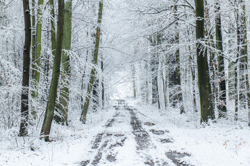Beautiful winter day in the forest