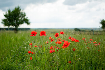 Red poppies in a green field with a tree and a stormy summer sky
