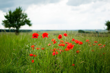 Red poppies in a green field with a tree and a stormy summer sky