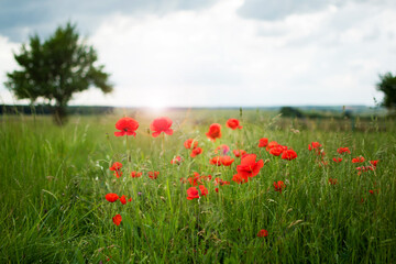 Red poppies in a green field with a tree and a stormy summer sky