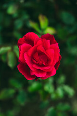 red rose in garden background