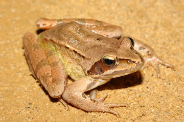 The agile frog (Rana dalmatina) in sandy natural habitat