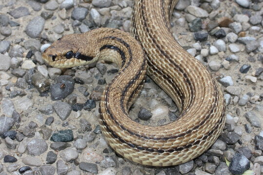 The four-lined snake, Bulgarian ratsnake (Elaphe quatuorlineata) head detail in a natural stone habitat