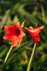 orange amaryllis flower in the garden