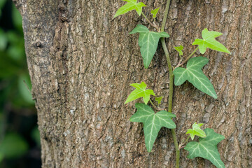 Efeu an Baumrinde