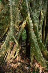 banyan tree in the forest