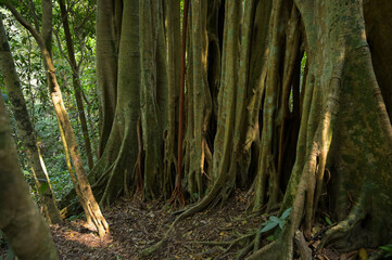 banyan tree in the forest