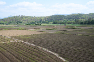 landscape of agriculture with blue sky