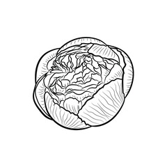 Botanical illustration. Line art flowers