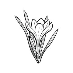 Botanical illustration. Line art flowers