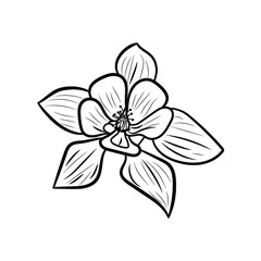Obraz premium Botanical illustration. Line art flowers
