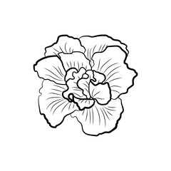 Botanical illustration. Line art flowers