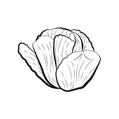 Botanical illustration. Line art flowers