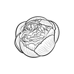 Peony. Botanical illustration. Line art flowers