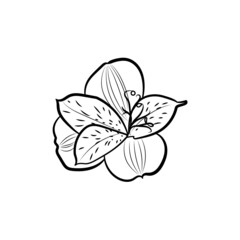 Botanical illustration. Line art flowers