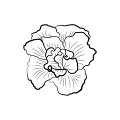 Botanical illustration. Line art flowers
