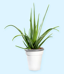 Potted plant Aloe vera against light blue background